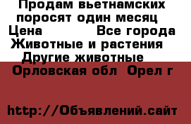 Продам вьетнамских поросят,один месяц › Цена ­ 3 000 - Все города Животные и растения » Другие животные   . Орловская обл.,Орел г.